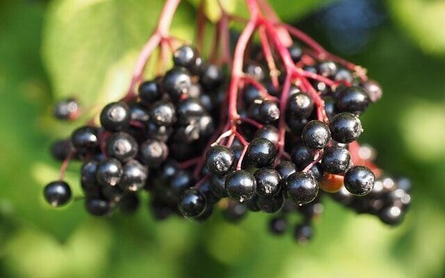 elderberries.jpg