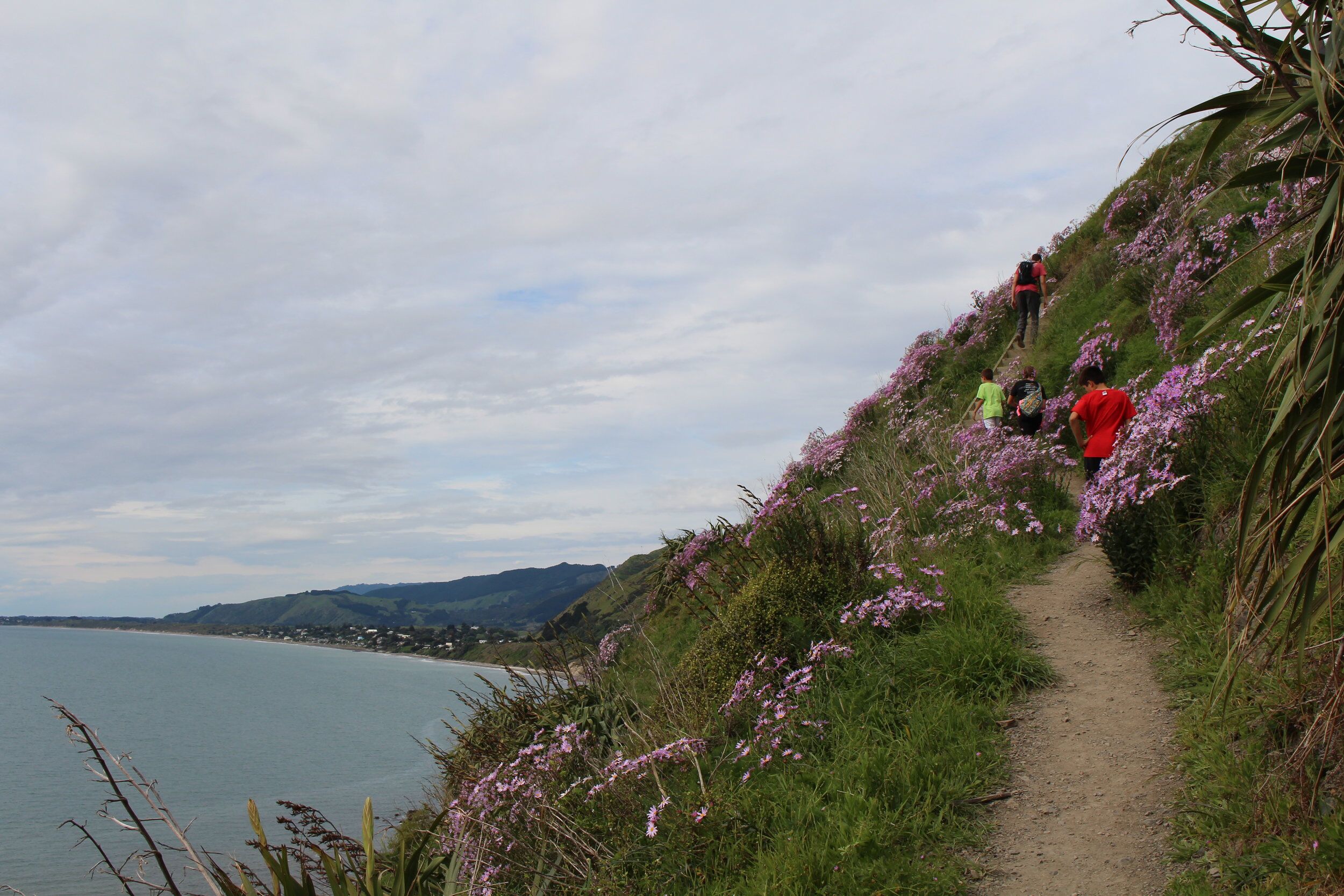 kapiti-6