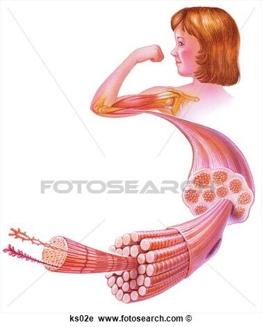muscles